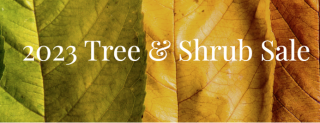 Tree & Shrub Sale