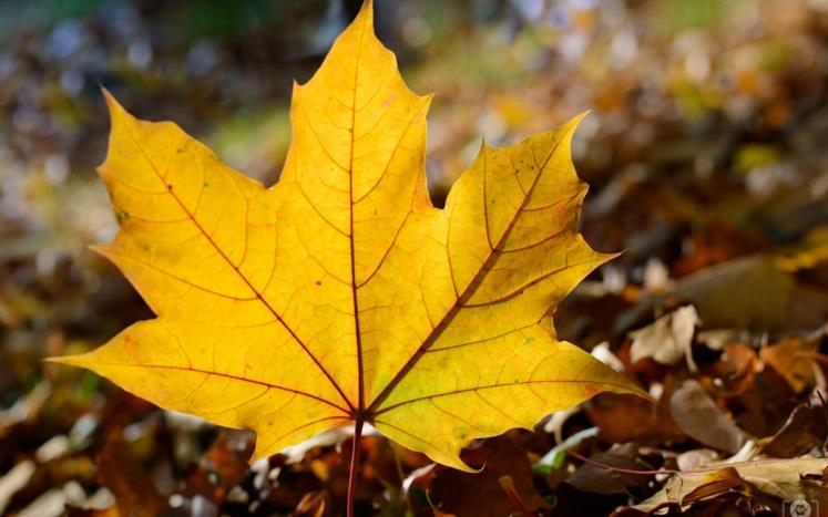 Autumn leaf
